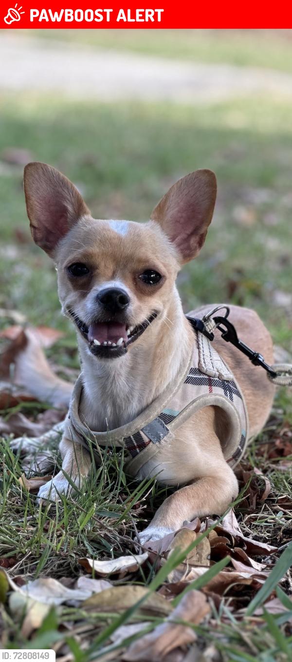 Lost Male Dog last seen Margaret Ave and Percy, East Los Angeles, CA 90022
