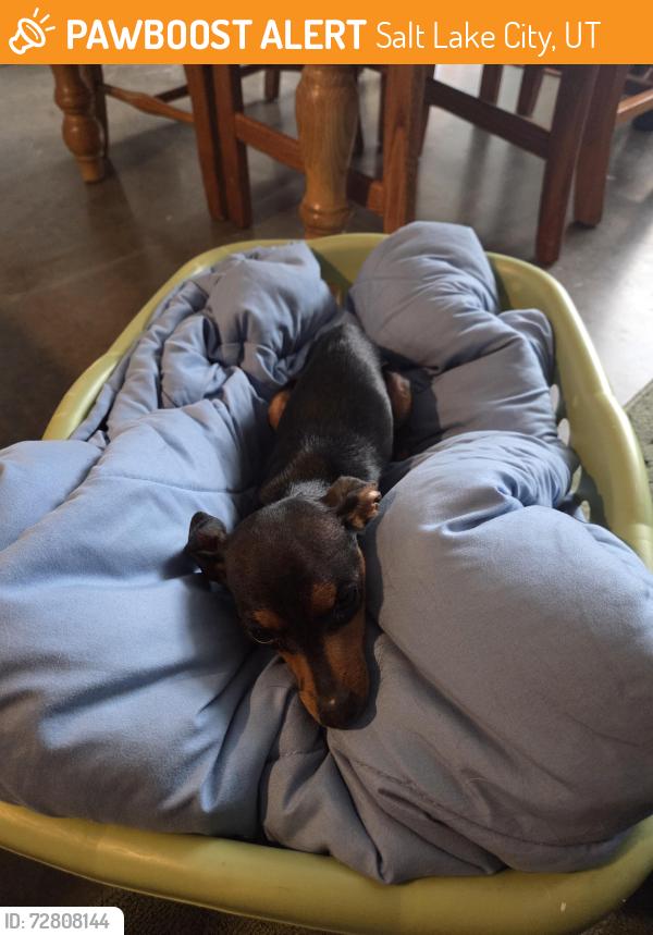 Found/Stray Female Dog last seen Under the umbrella, Salt Lake City, UT 84101