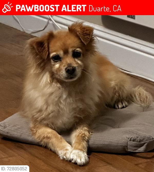 Lost Female Dog last seen Duarte high school , Duarte, CA 91010