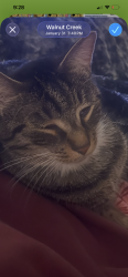 Lost Male Cat last seen Deerborn Drive Mill Road , Walnut Creek, NC 27534