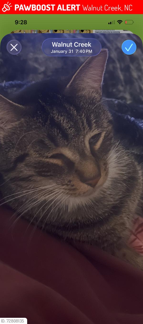 Lost Male Cat last seen Deerborn Drive Mill Road , Walnut Creek, NC 27534