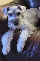 Lost Male Dog last seen Retama San Juan Tx , San Juan, TX 78589