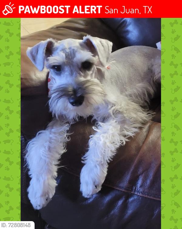 Lost Male Dog last seen Retama San Juan Tx , San Juan, TX 78589