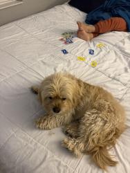 Found/Stray Female Dog last seen Plainfield , Plainfield, IN 46168