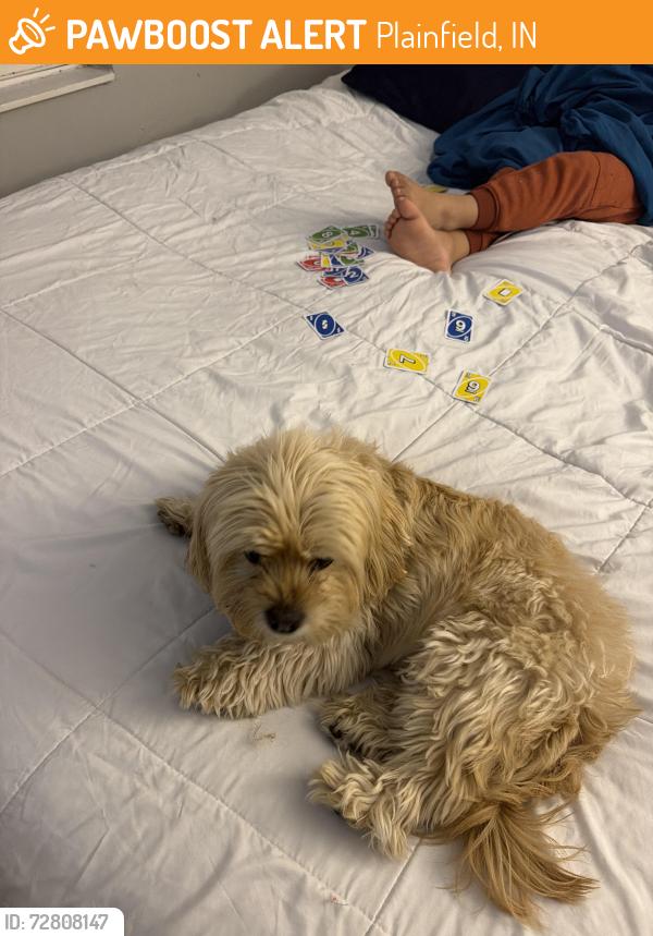Found/Stray Female Dog last seen Plainfield , Plainfield, IN 46168