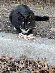Found/Stray Unknown Cat last seen in office parking lot and close to the Corner of 11th Street and Henderson Blvd, Fair Lawn, NJ 07410