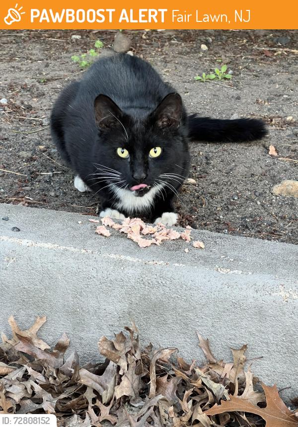 Found/Stray Unknown Cat last seen in office parking lot and close to the Corner of 11th Street and Henderson Blvd, Fair Lawn, NJ 07410