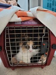 Shelter Stray Female Cat last seen Sacramento, CA 95835, Sacramento, CA 95828