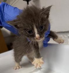 Shelter Stray Male Cat last seen Oakland, CA 94621, Oakland, CA 94601