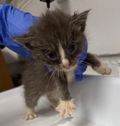 Shelter Stray Male Cat last seen Oakland, CA 94621, Oakland, CA 94601