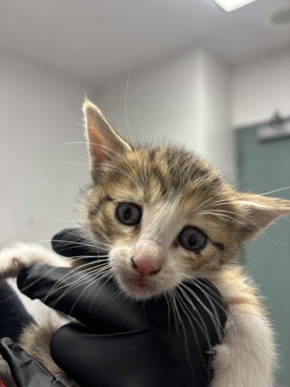 Shelter Stray Female Cat last seen Oakland, CA 94621, Oakland, CA 94601