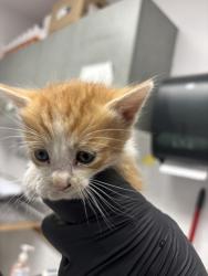 Shelter Stray Male Cat last seen Oakland, CA 94621, Oakland, CA 94601