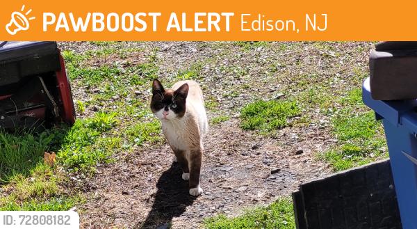 Found/Stray Unknown Cat last seen Gosselin Funeral , Edison, NJ 08820