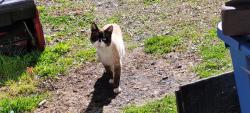 Found/Stray Unknown Cat last seen Gosselin Funeral , Edison, NJ 08820