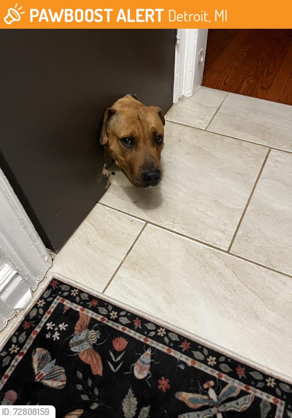 Found/Stray Male Dog last seen Roselawn and McNichols, Detroit, MI 48221