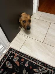 Found/Stray Male Dog last seen Roselawn and McNichols, Detroit, MI 48221