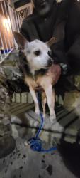 Reunited Unknown Dog last seen 24th and Hagert Sts, Philadelphia, PA 19132
