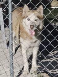 Found/Stray Male Dog last seen Woodville hwy , Tallahassee, FL 32305