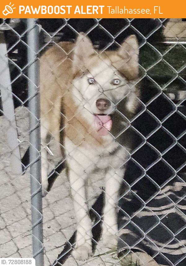 Found/Stray Male Dog last seen Woodville hwy , Tallahassee, FL 32305