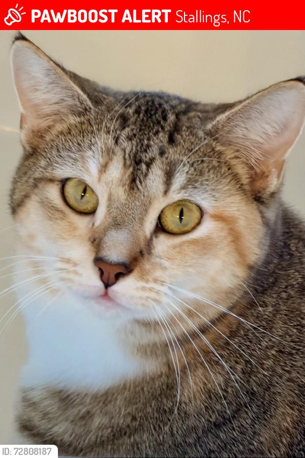 Lost Female Cat last seen Shannamara & Kidwelly Lane & Dylan in Denver, Stallings, NC 28104