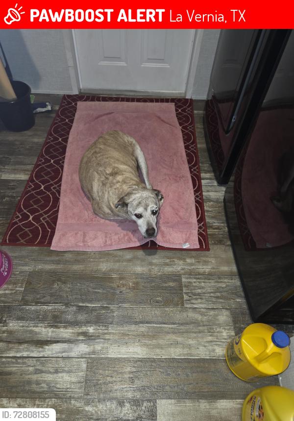 Lost Female Dog last seen La vernia.texas., La Vernia, TX 78121