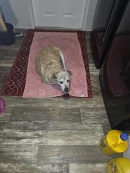 Lost Female Dog last seen La vernia.texas., La Vernia, TX 78121