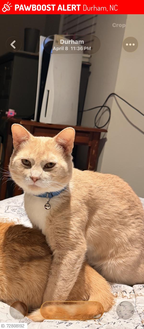 Lost Male Cat last seen Outside apmt complex , Durham, NC 27707