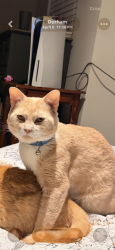 Lost Male Cat last seen Outside apmt complex , Durham, NC 27707