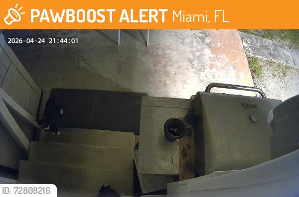 Found/Stray Unknown Cat last seen 50th street / NW 12th ave, Miami, FL 33127