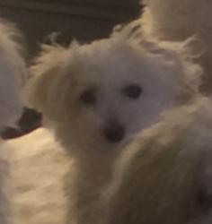 Lost Female Dog last seen Jones/Arlington, Riverside, CA 92505