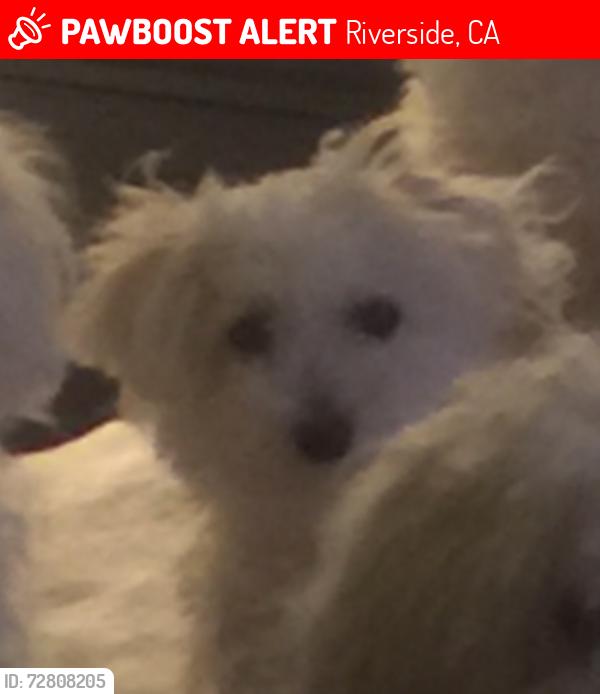 Lost Female Dog last seen Jones/Arlington, Riverside, CA 92505