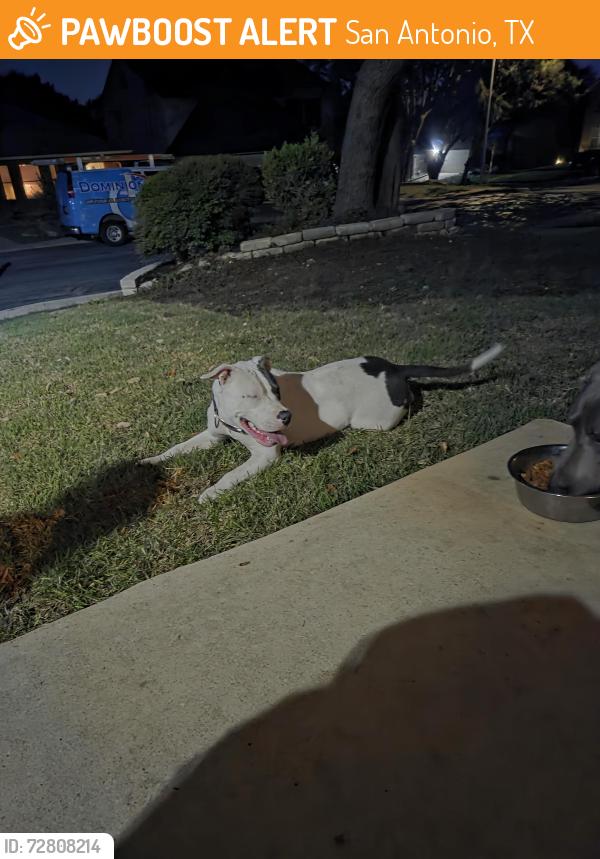 Found/Stray Female Dog last seen Stonefield HOA, San Antonio, TX 78254