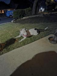 Found/Stray Female Dog last seen Stonefield HOA, San Antonio, TX 78254
