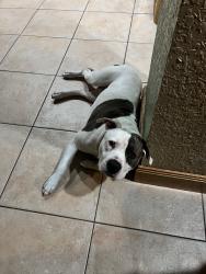 Found/Stray Male Dog last seen Nw 14th ave / Nw 21st st, Miami, FL 33142
