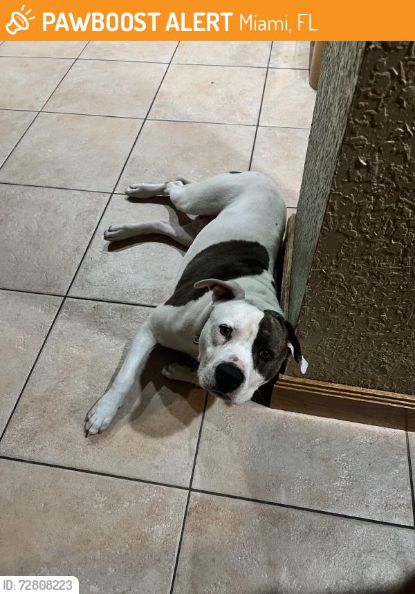 Found/Stray Male Dog last seen Nw 14th ave / Nw 21st st, Miami, FL 33142