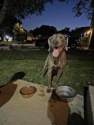 Found/Stray Male Dog last seen Stonefield HOA, San Antonio, TX 78254