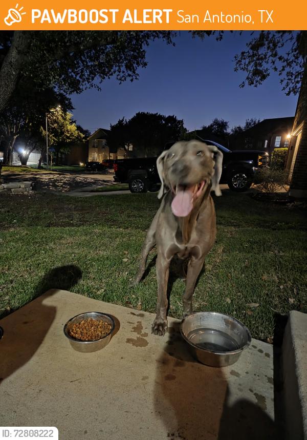 Found/Stray Male Dog last seen Stonefield HOA, San Antonio, TX 78254