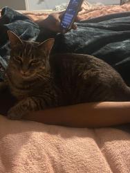 Lost Female Cat last seen Carnegie Lane, Matthews, NC 28105