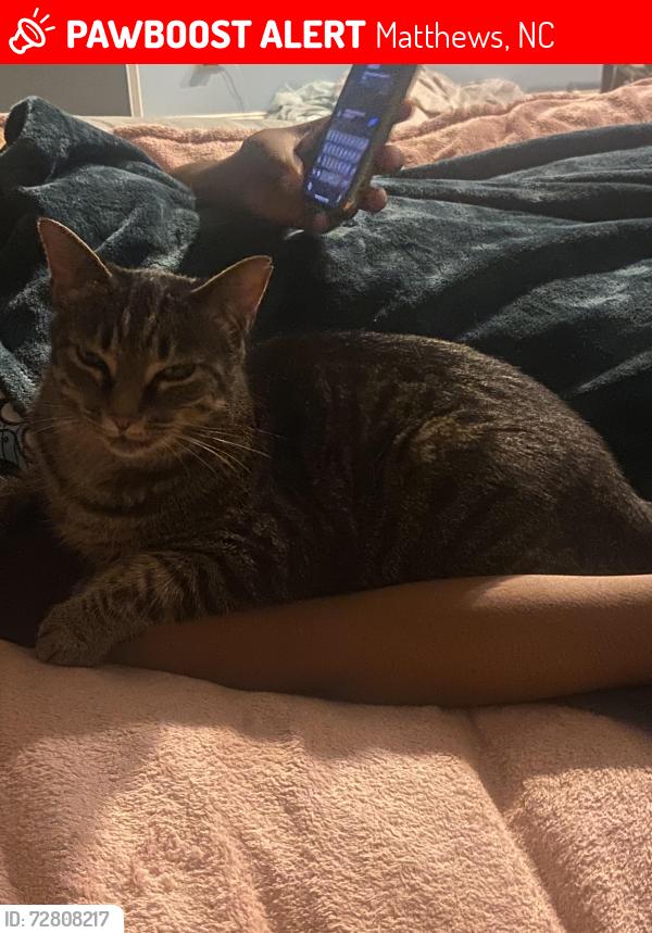 Lost Female Cat last seen Carnegie Lane, Matthews, NC 28105