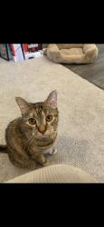 Lost Male Cat last seen Sunset circle, Pleasant Hill, MO 64080