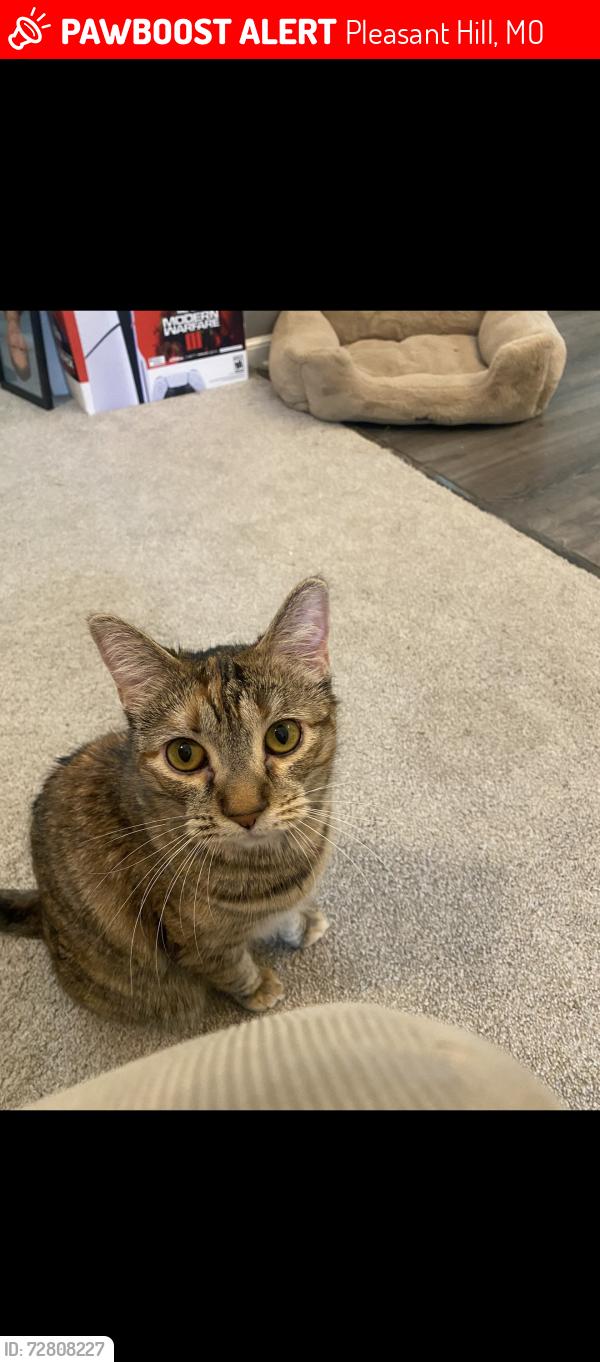 Lost Male Cat last seen Sunset circle, Pleasant Hill, MO 64080