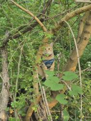 Found/Stray Unknown Cat last seen E Holly Hill, Thomasville, NC 27360