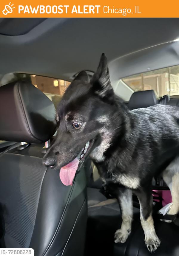 Found/Stray Male Dog last seen Western and 79th, Chicago, IL 60629