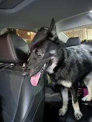 Found/Stray Male Dog last seen Western and 79th, Chicago, IL 60629
