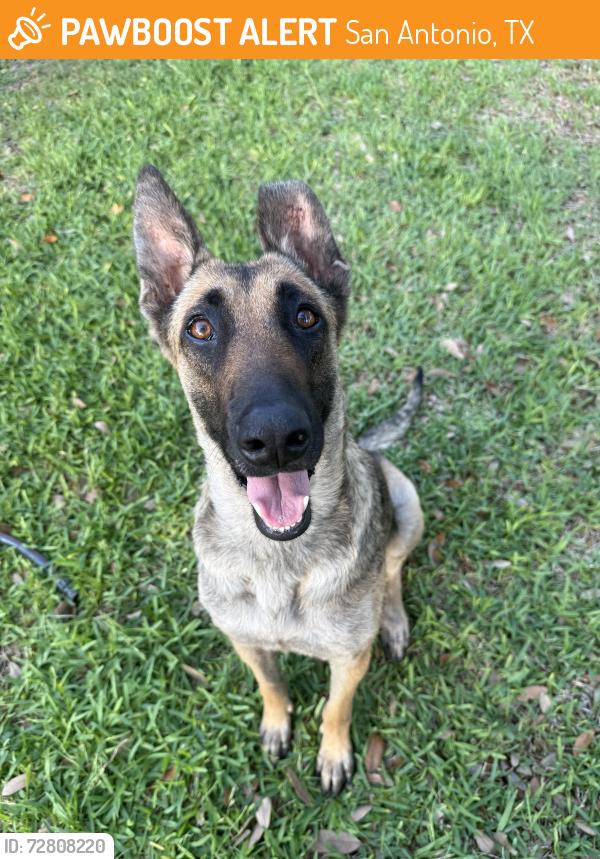 Found/Stray Female Dog last seen Highlands hs and Rawlings baseball field , San Antonio, TX 78210