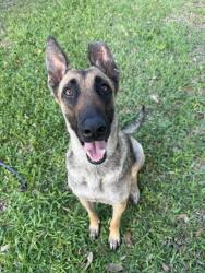 Found/Stray Female Dog last seen Highlands hs and Rawlings baseball field , San Antonio, TX 78210