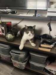 Lost Female Cat last seen Cecilia, New Port Richey East, FL 34653