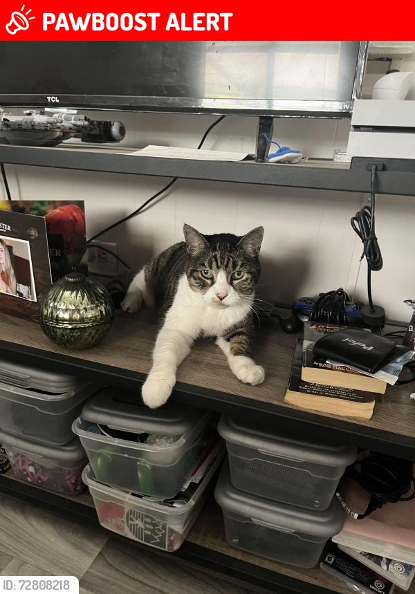 Lost Female Cat last seen Cecilia, New Port Richey East, FL 34653