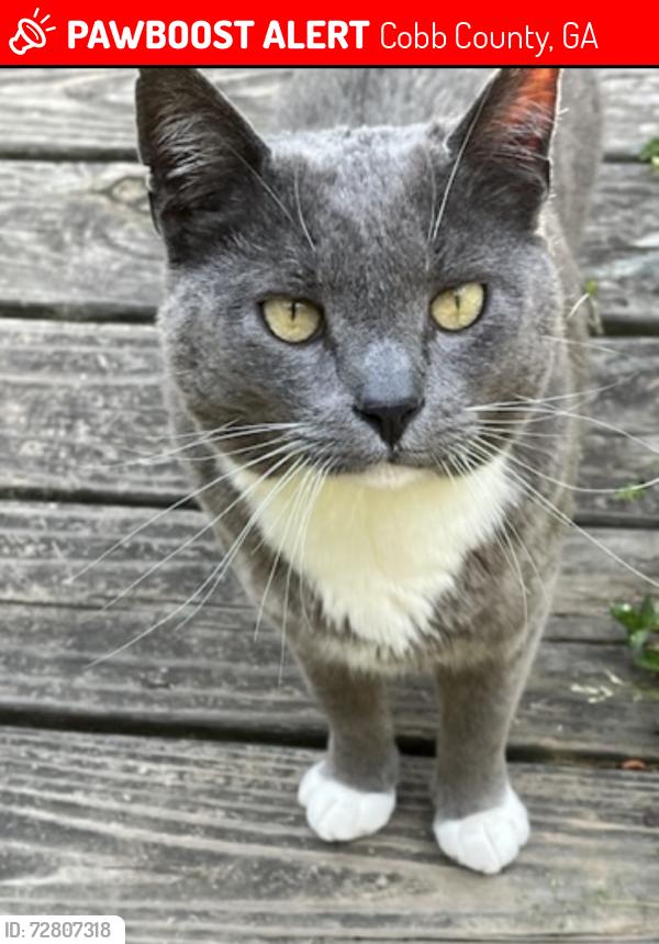 Lost Male Cat last seen Lost Mountain Millchase Subdivision Powder Springs , Cobb County, GA 30127