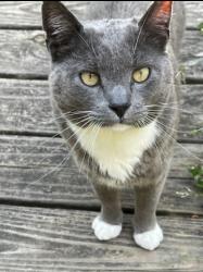 Lost Male Cat last seen Lost Mountain Millchase Subdivision Powder Springs , Cobb County, GA 30127